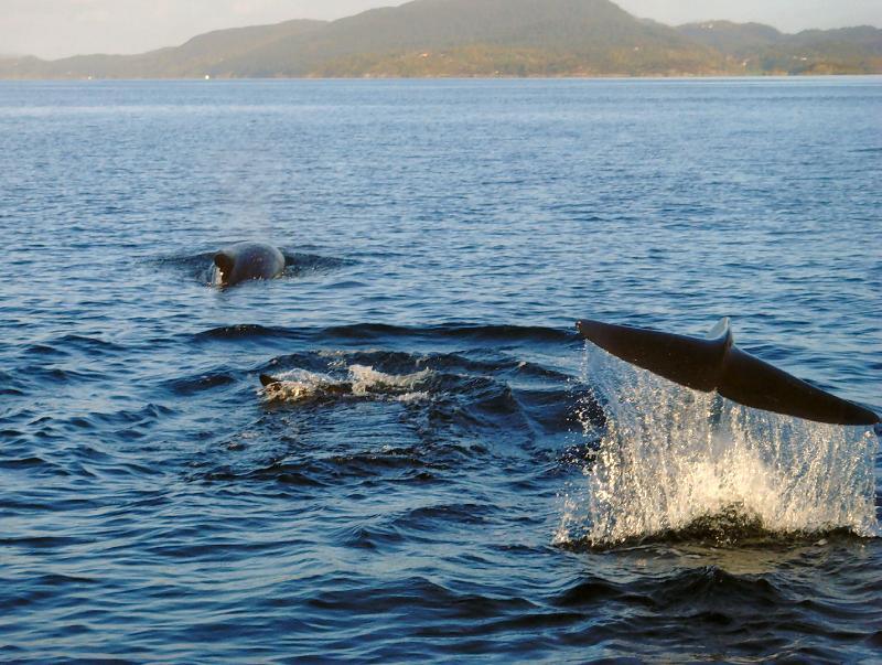 Whale Watching